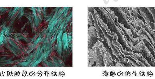 玻尿酸和胶原蛋白填充的安心性如何?