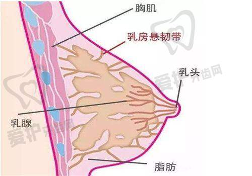 如何判断自己适合哪种拉皮手术