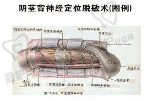 双眼皮项目价格